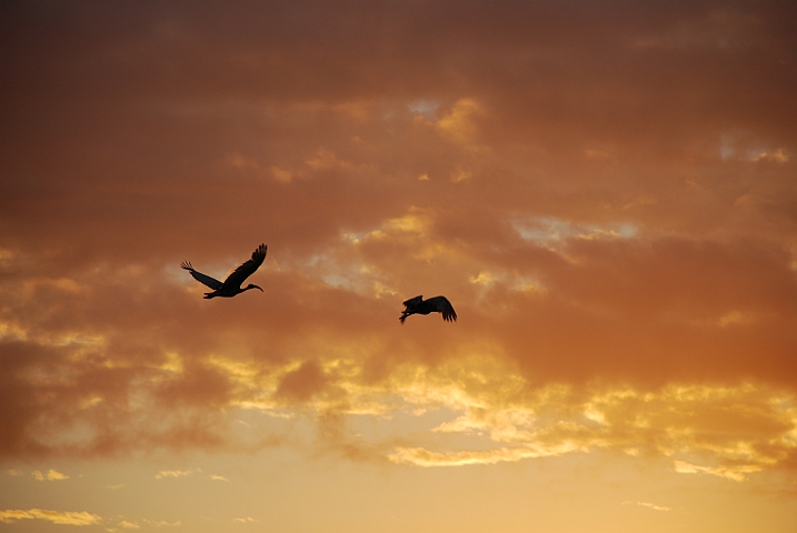 Ibisse am Abendhimmel