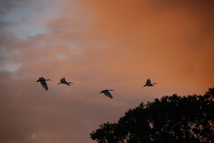 Sacred Ibis (Heilige Ibisse) am farbigen Abendhimmel