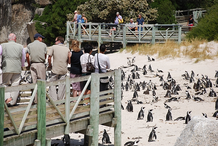 Die Pinguine an der Boulders Beach