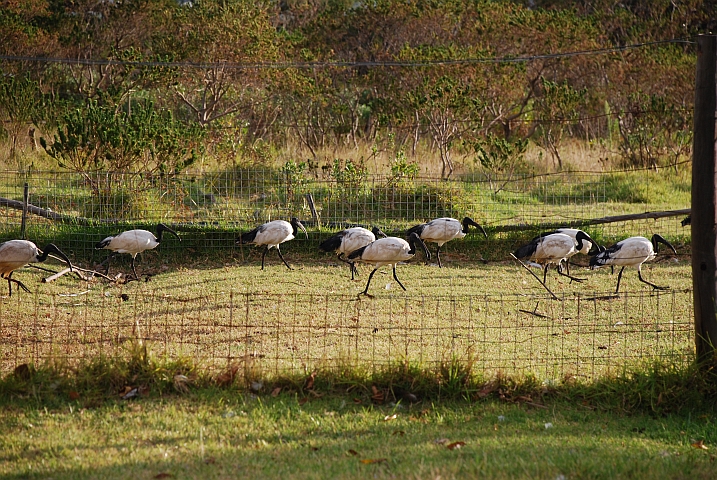 Die Heiligen Ibisse (Sacred Ibis) sind wieder einmal unterwegs, diesmal zu Fuss