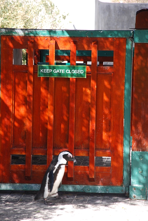 Ich möchte gerne raus! (Brillenpinguin beim geschlossenen Gate)