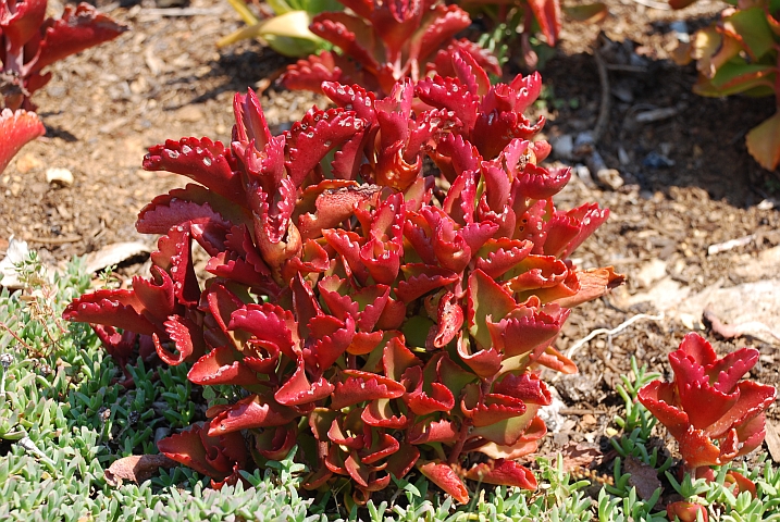 Unbekannte Pflanze im Botanischen Garten von Kirstenhof bei Kapstadt