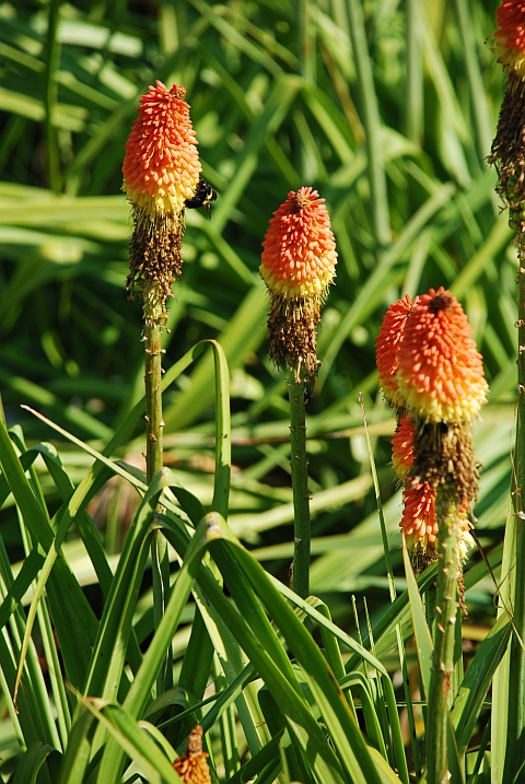 Blütenstände im Botanischen Garten von Kirstenhof