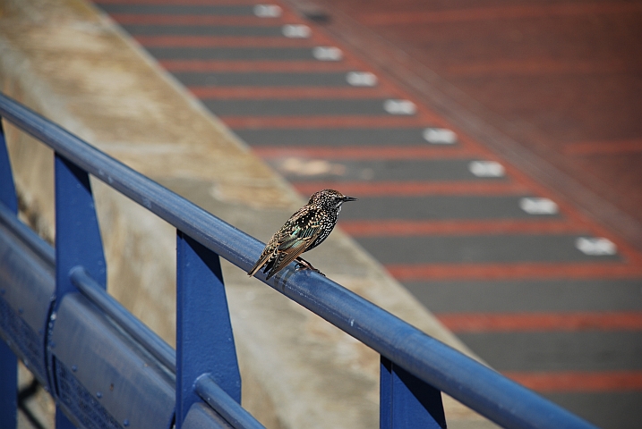 Common Starling (Star)