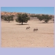 Oryx-Gazellen (Gemsbok) im Kgalagadi Nationalpark