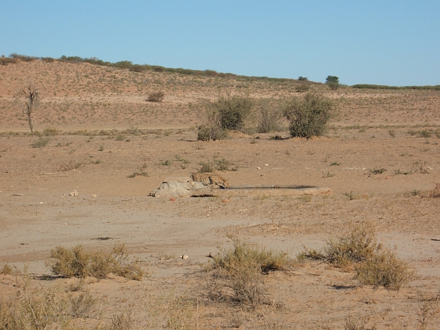 Leopard am Leeuwdril Wasserloch