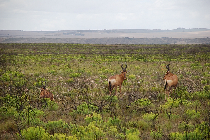 Red Hartebeest