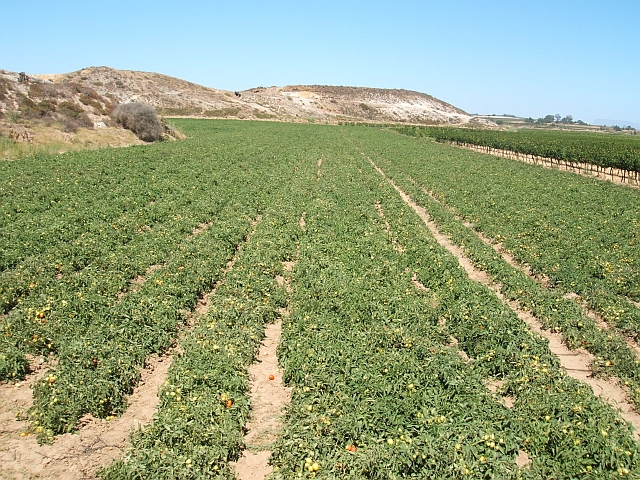 Tomatenplantage in Lutzville