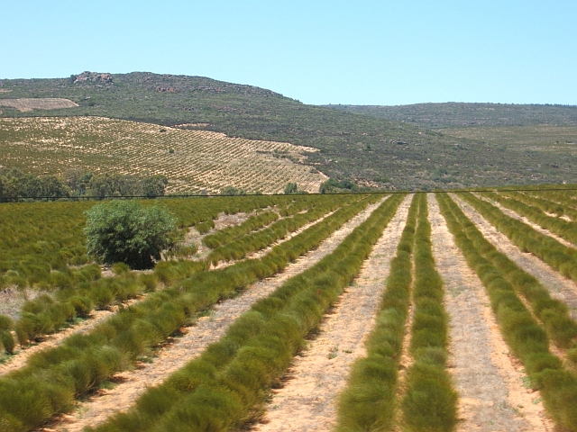 Kein Bildfehler,keine Fotomontage. Zwischen Lambert’s Bay und Clanwilliam