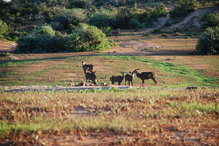 Kudus am Camp-Wasserloch