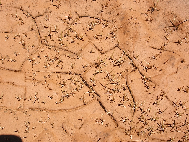 Trockener Lehmboden auf dem Uitkykpass in der Cederberg Wilderness Area