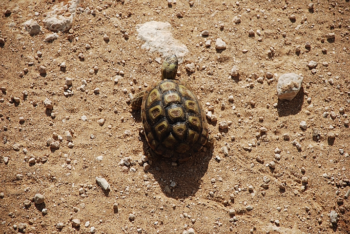Leopard Schildkröte im Addo Elephant Natioalpark