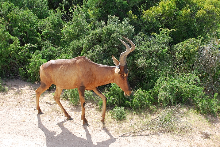 Links gehen, Gefahr sehen gilt auch für Red Hartebeest