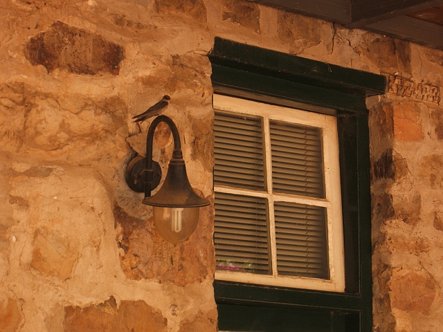 Schwalbe auf Lampe: The Baths bei Citrusdal