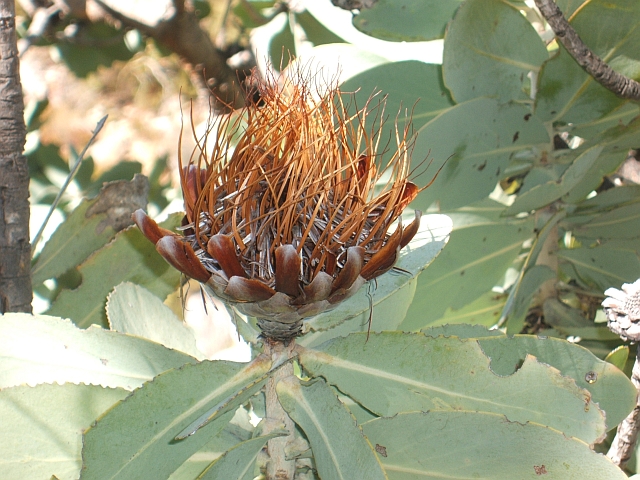 Unbekannte Blüte in den Hügeln bei The Baths