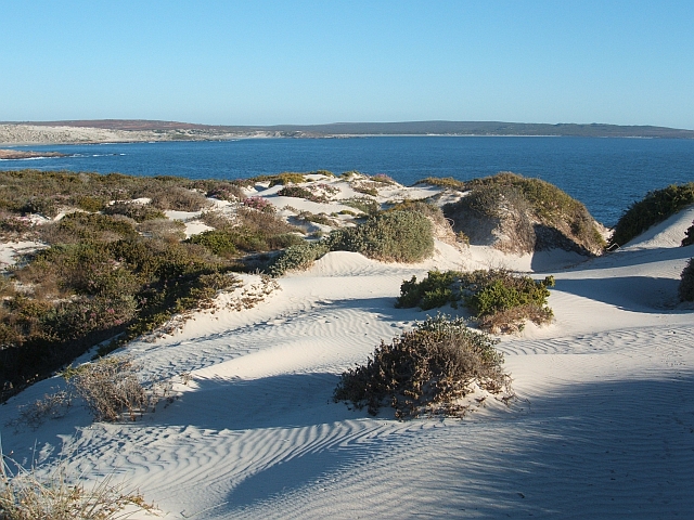 Auf den Stranddünen im Cape Columbine Nature Reserve