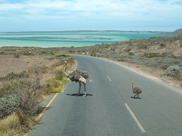 Im West Coast Nationalpark: Strauss mit Jungem und Meeresbucht im Hintergrund