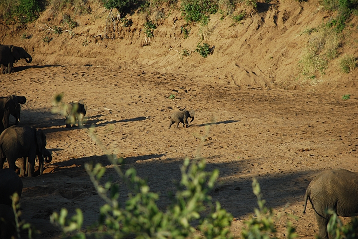 Der kleinere, herumtollende Elefant versucht sich auch im graben