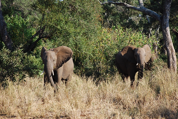 Gibt’s bei den Elefanten auch Zwillinge?