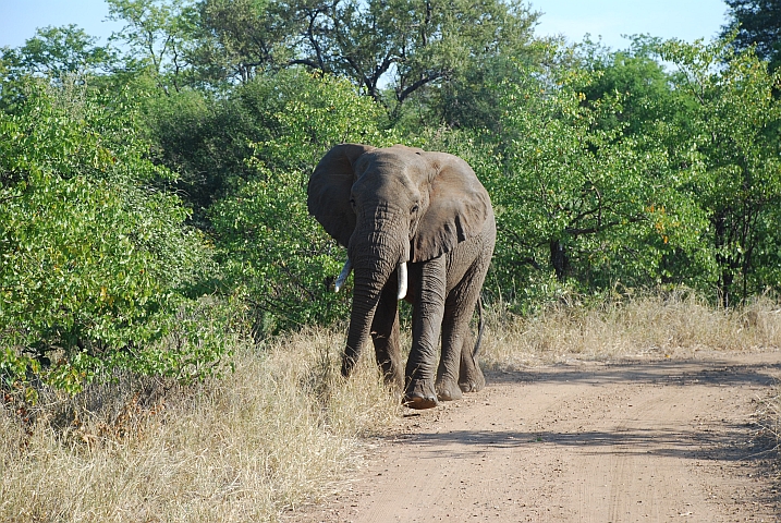 Dieser Elefant hat Obelix artig Platz gemacht