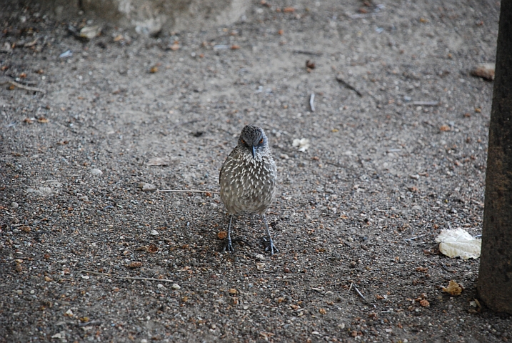 Grimmig blickender Arrow-marked Babbler (Braundrossling)