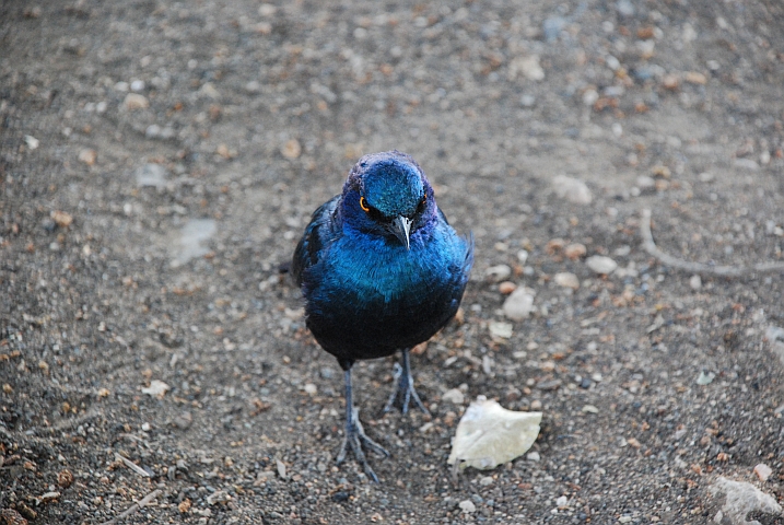 Grimmig blickender Glossy Starling (Rotschulter-Glanzstar)