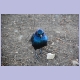 Grimmig blickender Glossy Starling (Rotschulter-Glanzstar)