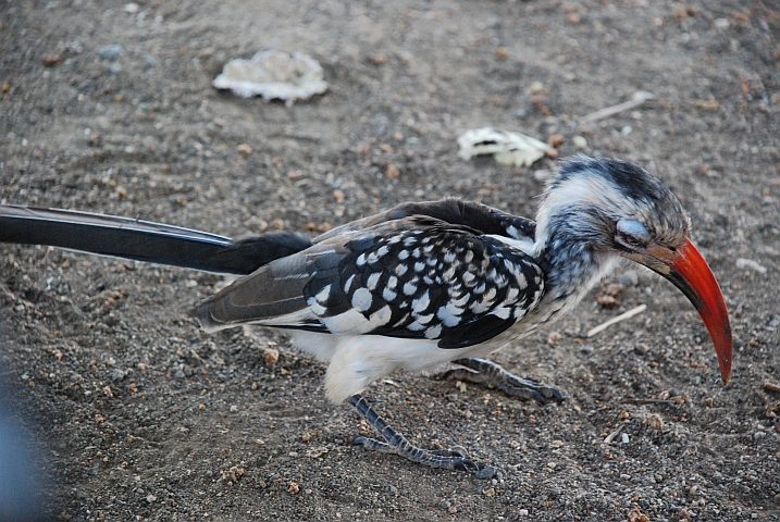 Southern Red-billed Hornbill (Rotschnabeltoko)