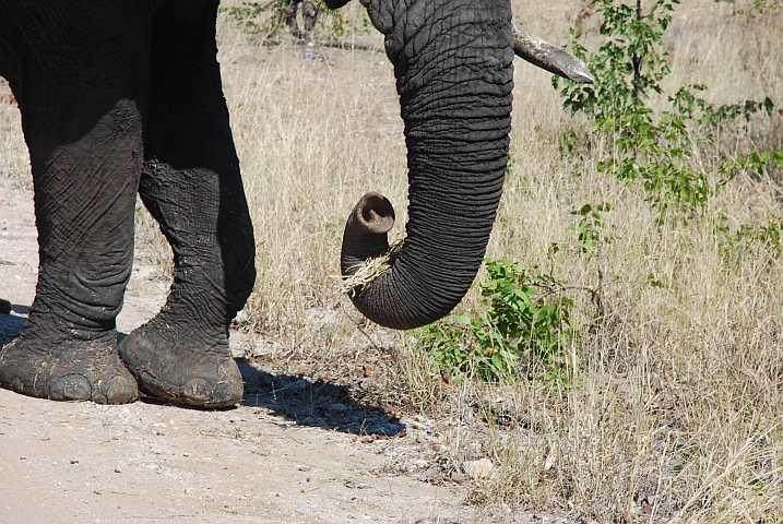 Der Rüssel ist ein feines Instrument, Elefant beim fressen