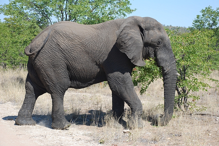 Alter Elefantenbulle mit fehlendem rechtem und abgebrochenem linken Stosszahn