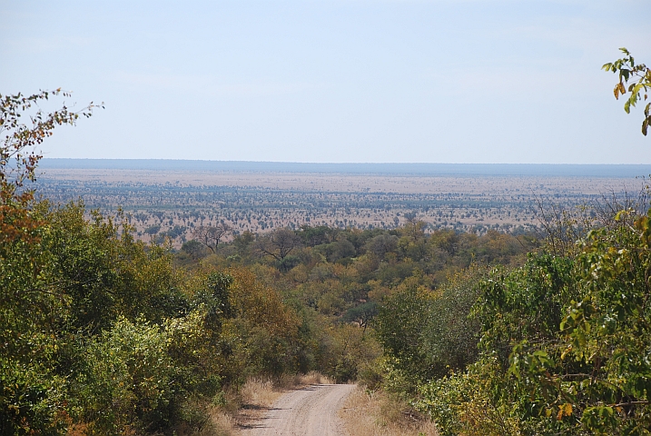 Blick vom Dzundzwini Viewpoint auf die umliegende Mopane-Baumsavanne