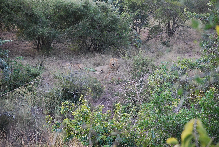 Löwenfamilie am Mahonie Loop bei Punda Maria