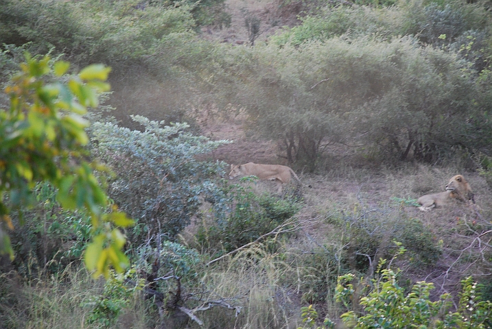 Löwenmännchen: Will die Frau wirklich schon auf zur Jagd?