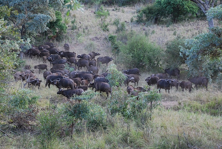 Die nervöse Büffelherde