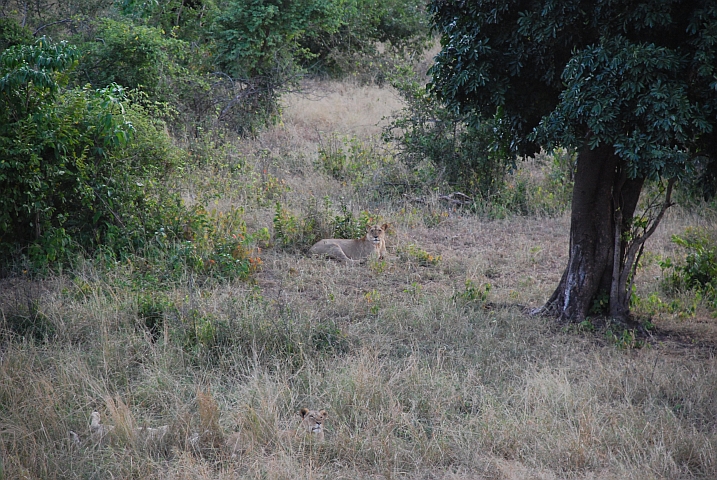 Noch eine Löwin