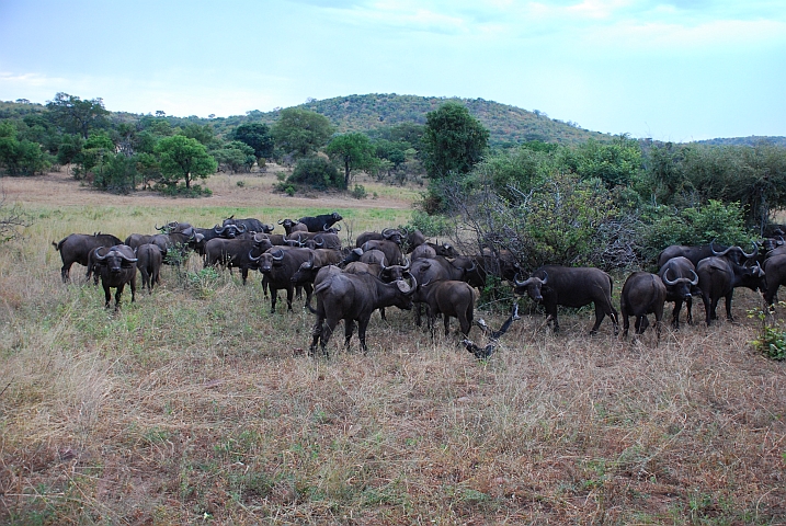 Büffelherde
