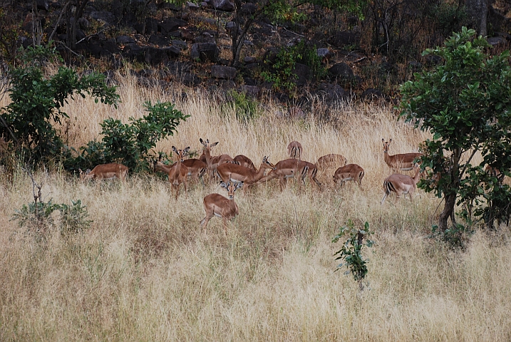 Wir bewundern wieder einmal Impalas