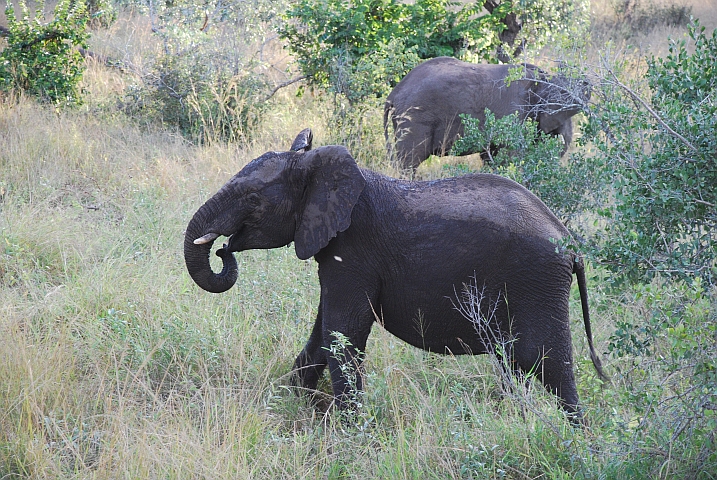 Wieder einmal zwei Elefanten