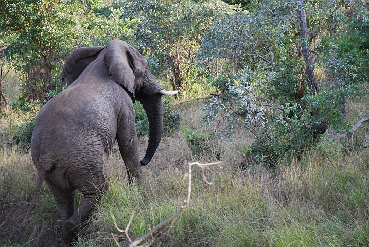 Elefant haut ab in die Hügel