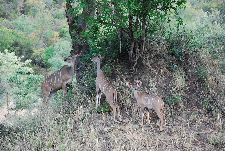 Drei Kudu Weibchen