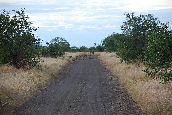 Träumen wir noch? Noch sieben der acht Löwen auf der Piste