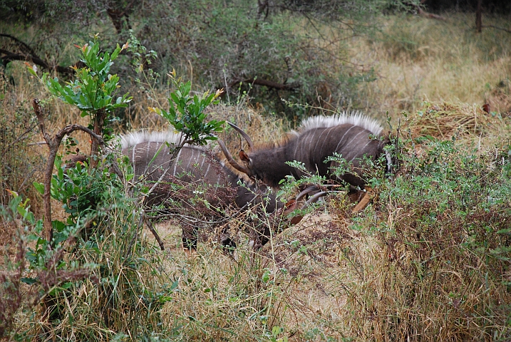 Nyala-Böcke beim Ringelreihen spielen