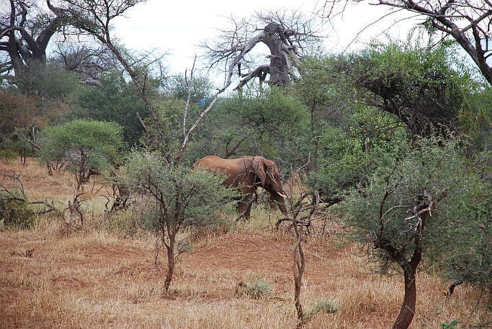 Unser Krügerpark Abschiedselefant