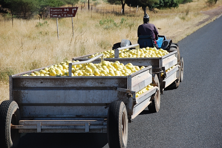 Anhänger voller Citrusfrüchte