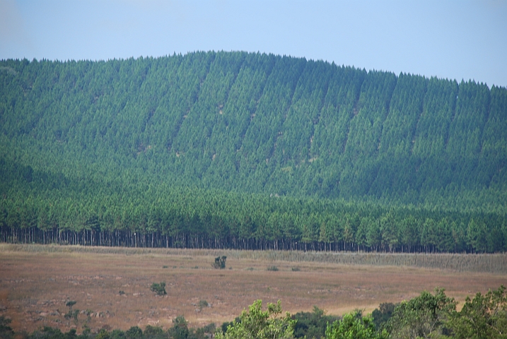 Holzplantagen in der Nähe von Nelspruit