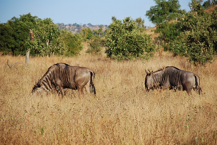Blue Wildebeest (Streifengnu)