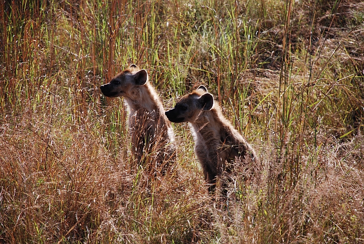 Spotted Hyaenas (Tüpfelhyänen) am Wegesrands