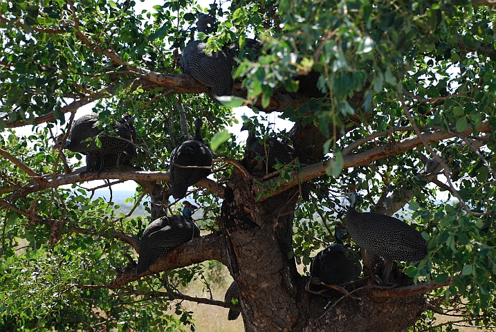 Helmeted Gunieafowls (Helmperlhühner) sind sonst meist auf dem Boden anzutreffen