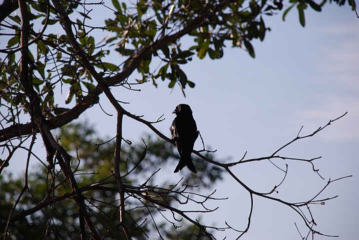 Fork-tailed Drongo