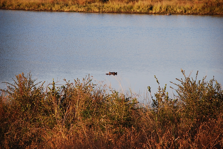 Die drei charakteristischen Höcker des Nilpferdes: Nasen, Augen, Ohren